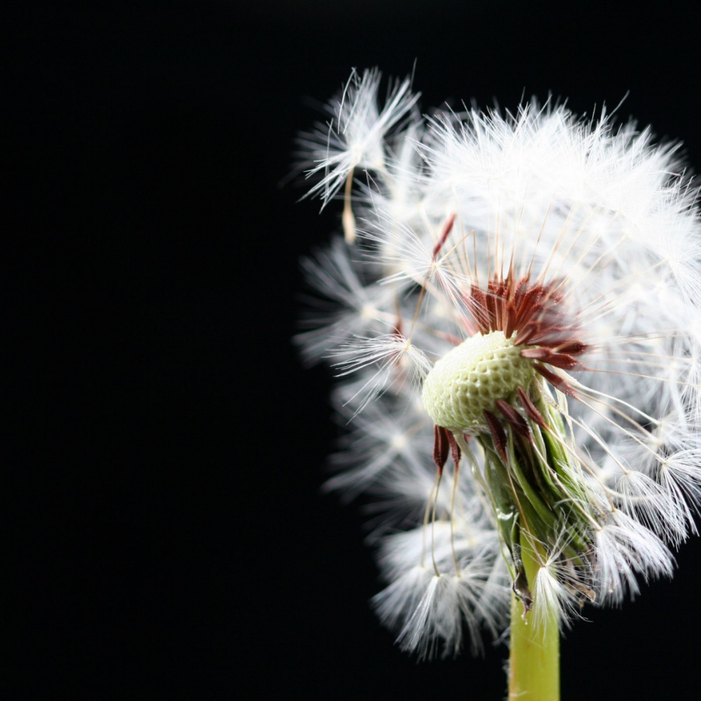 Макро-Одуванчик