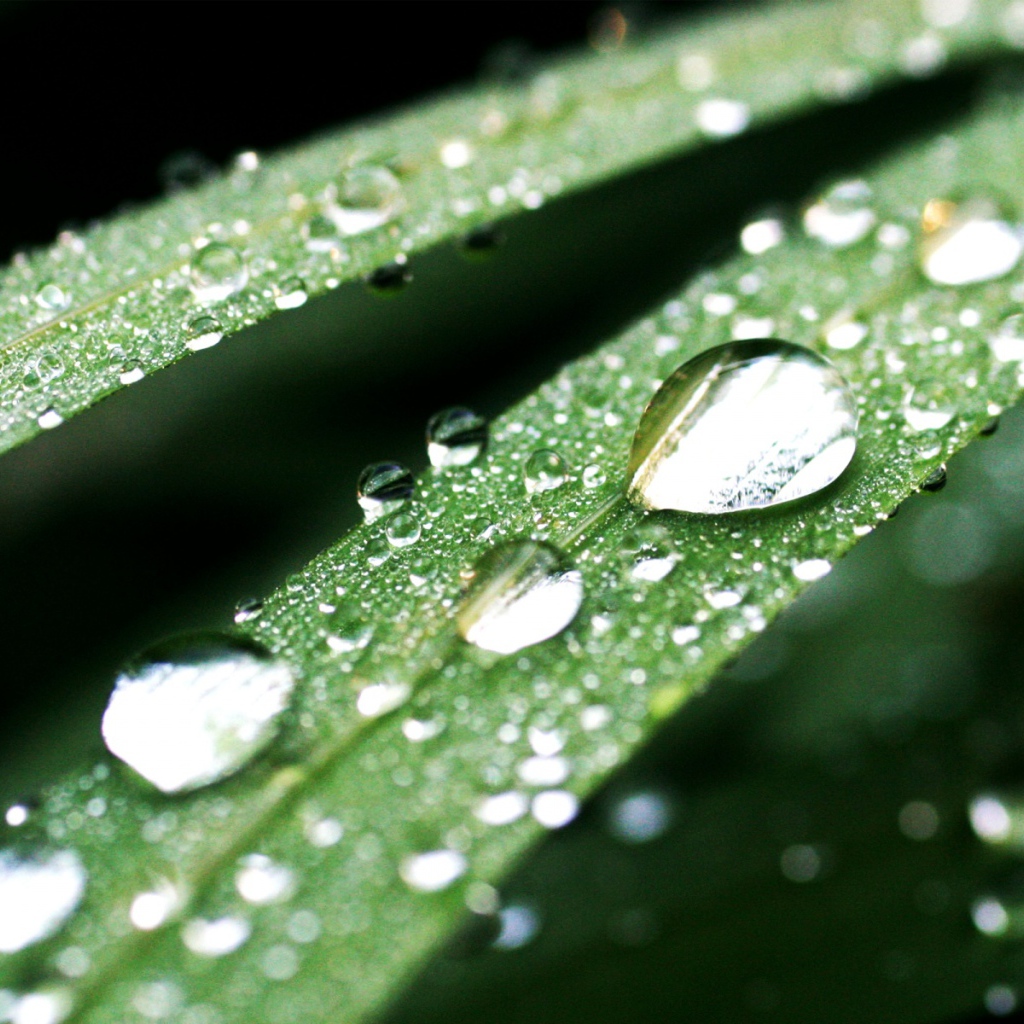 Темно-зеленые капли