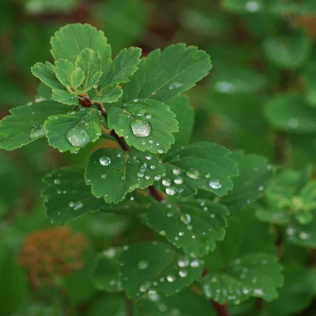 Роса на листьях