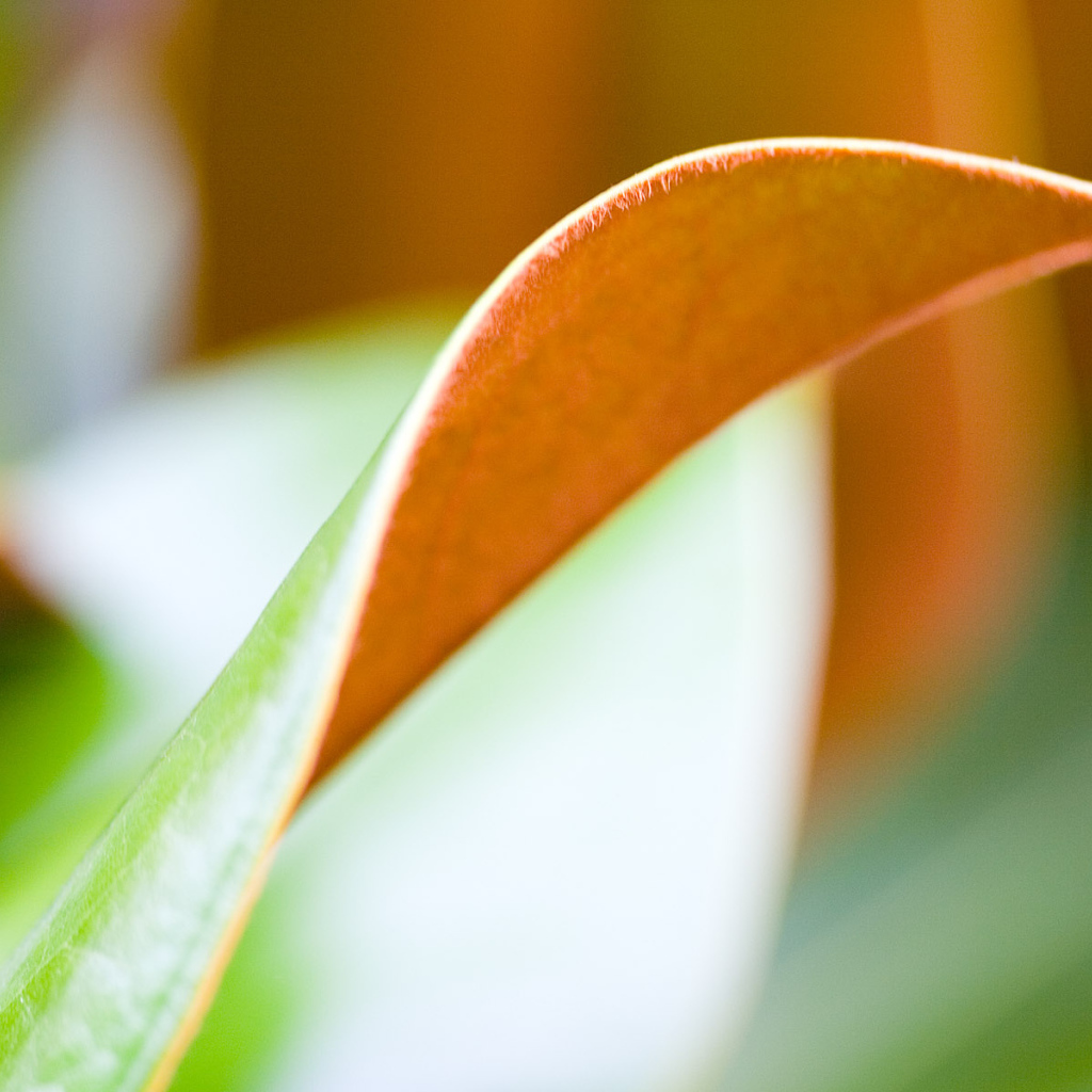 Двойной лист