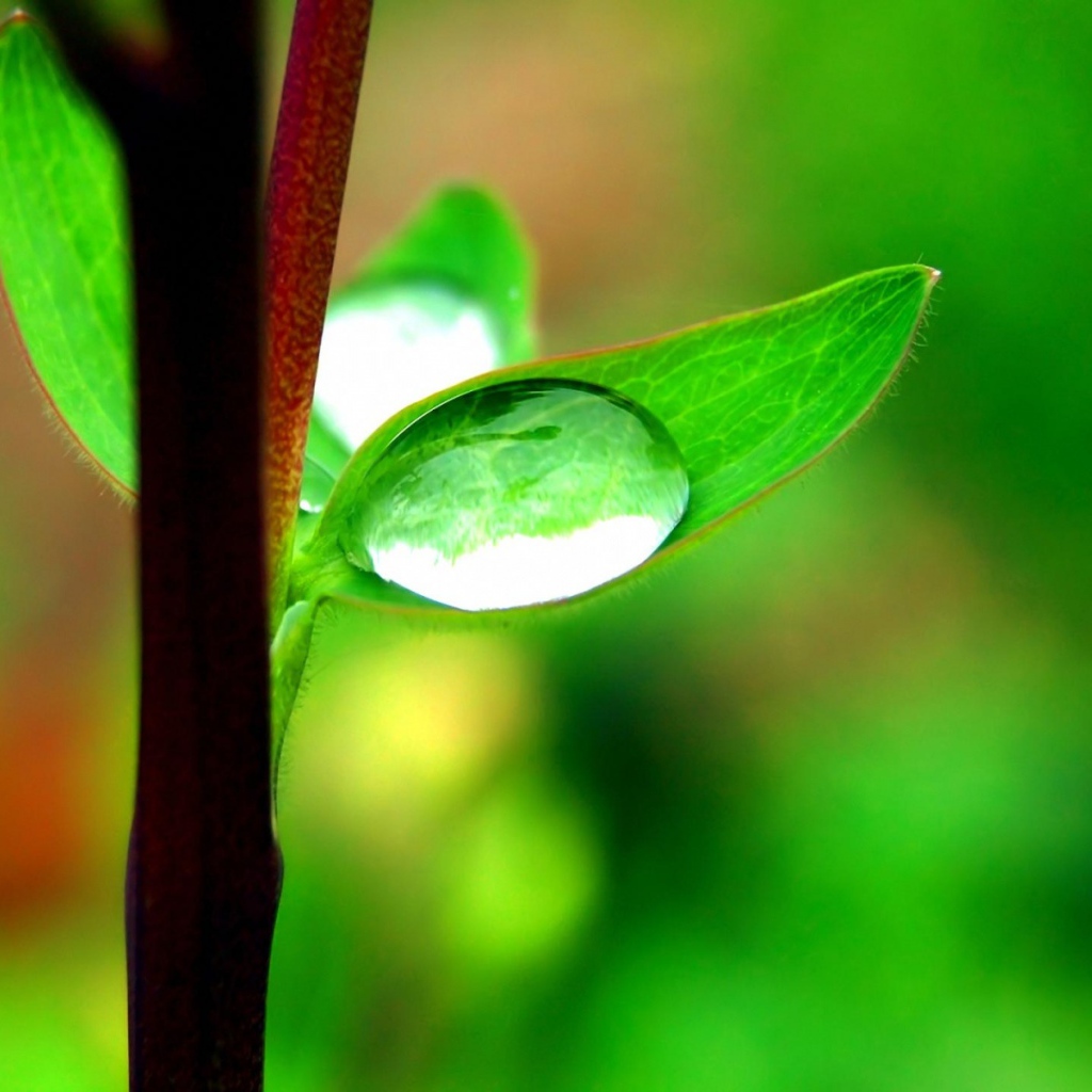 Капля на маленьком листке