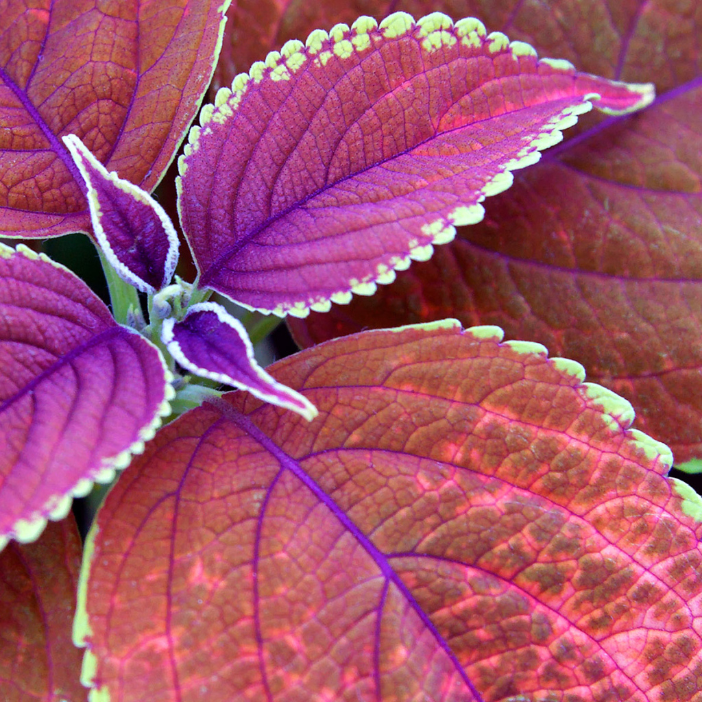 Немного фиолетовых листьев