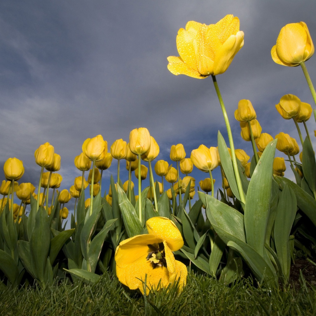 Поле цветов