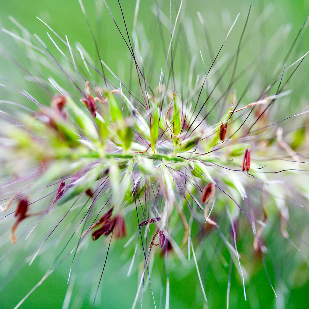 Цветок с шипами
