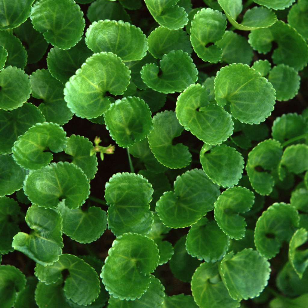 Новая растительность