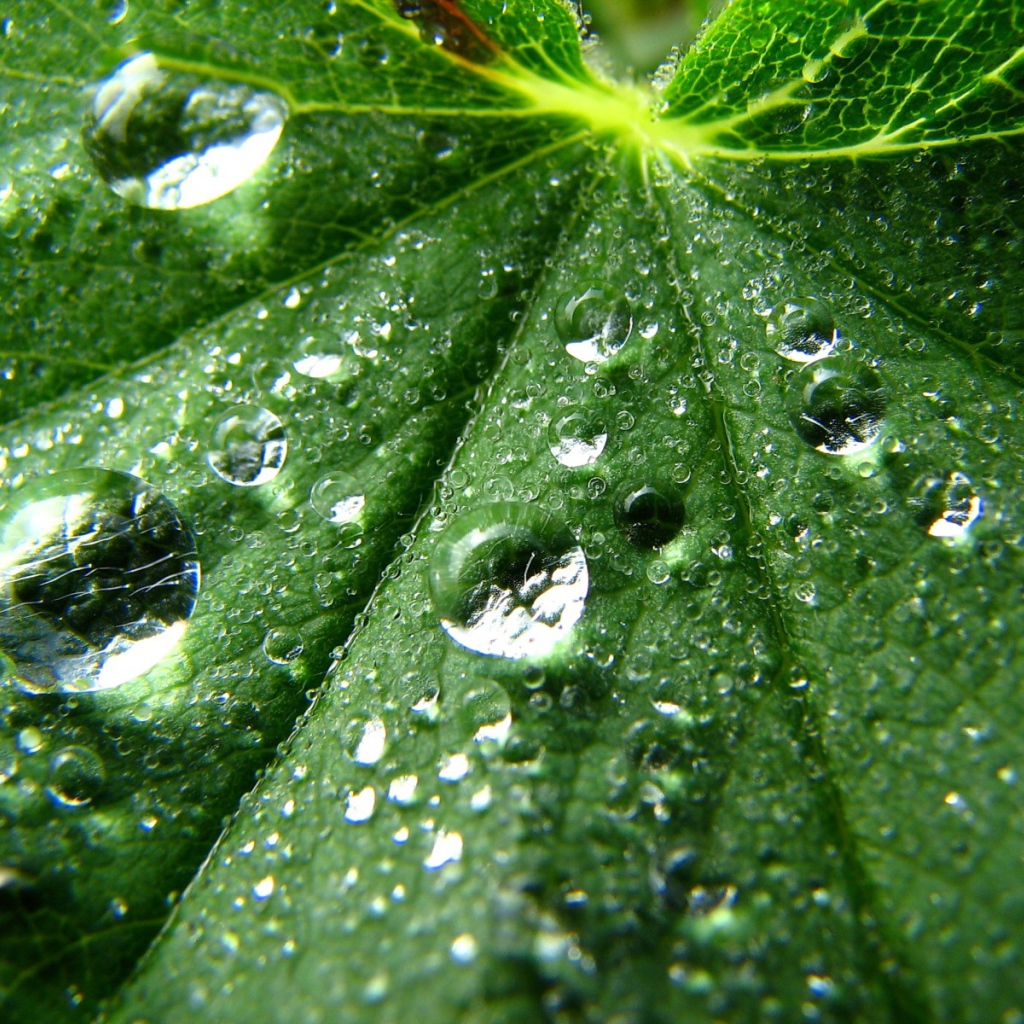 Зеленые капли