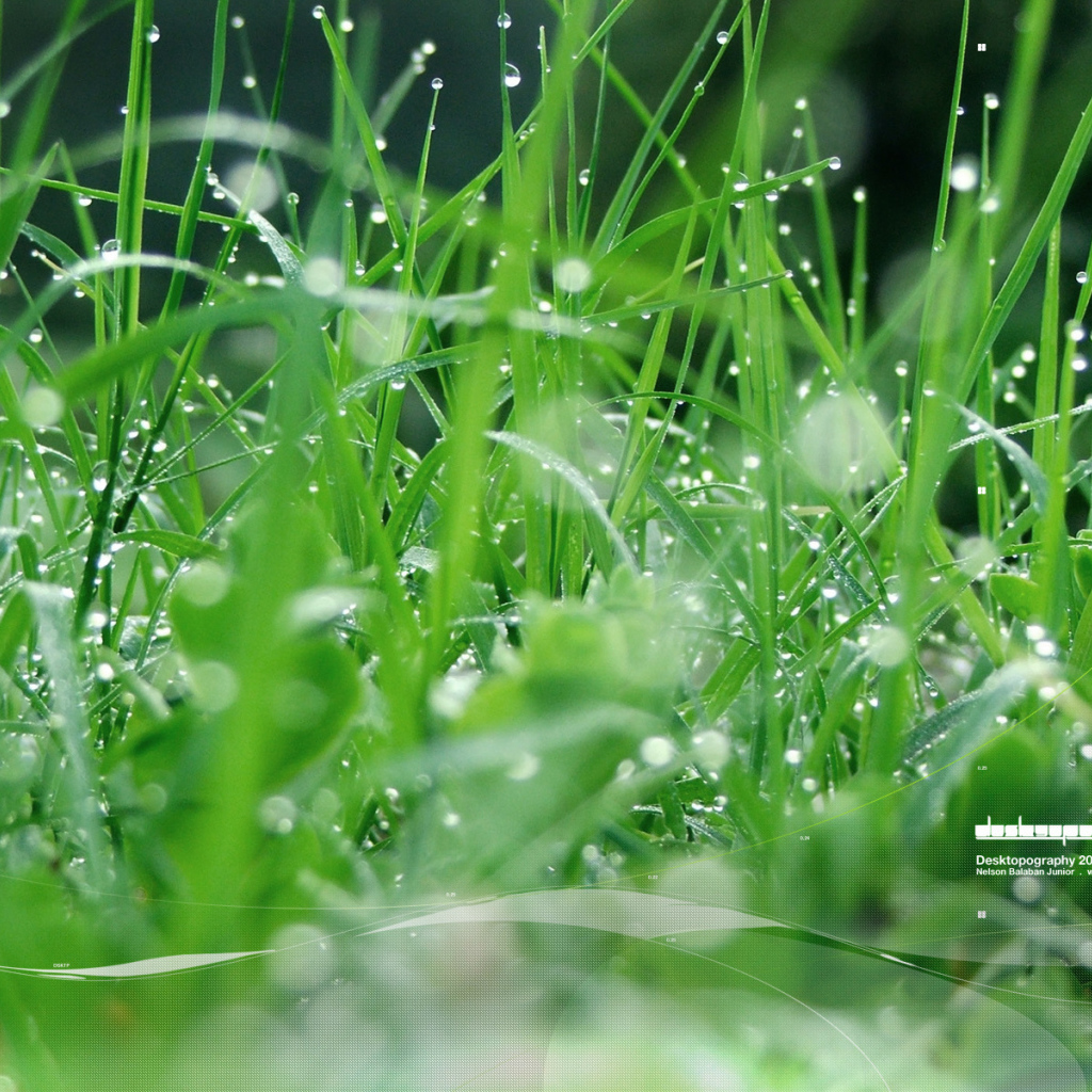 Зеленая травка