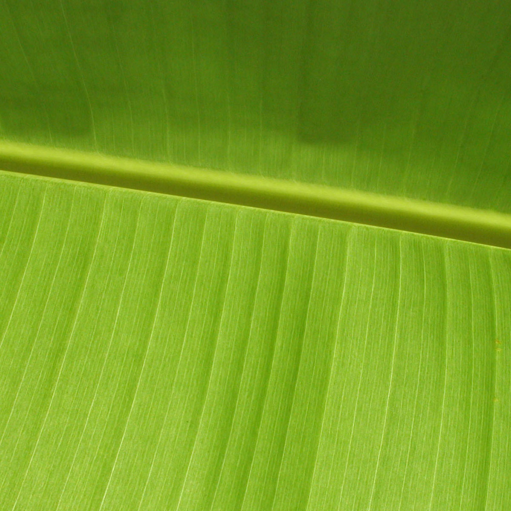 Зеленый листочек