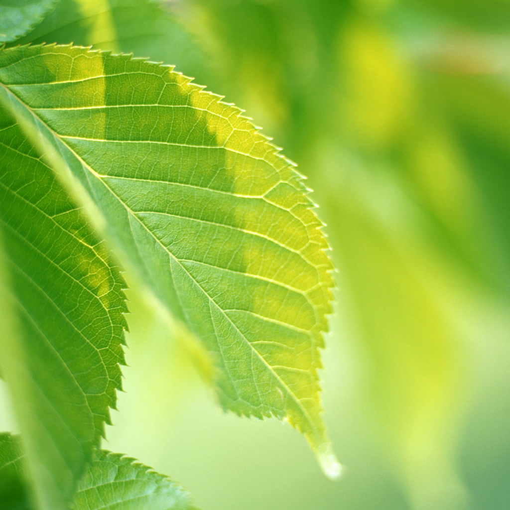 Зеленая жизнь