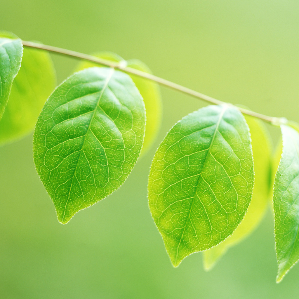 Зеленое потомство