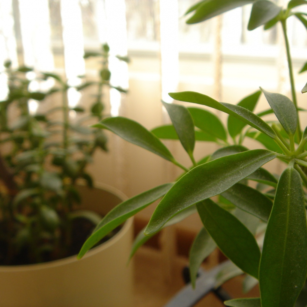 Зеленое растение