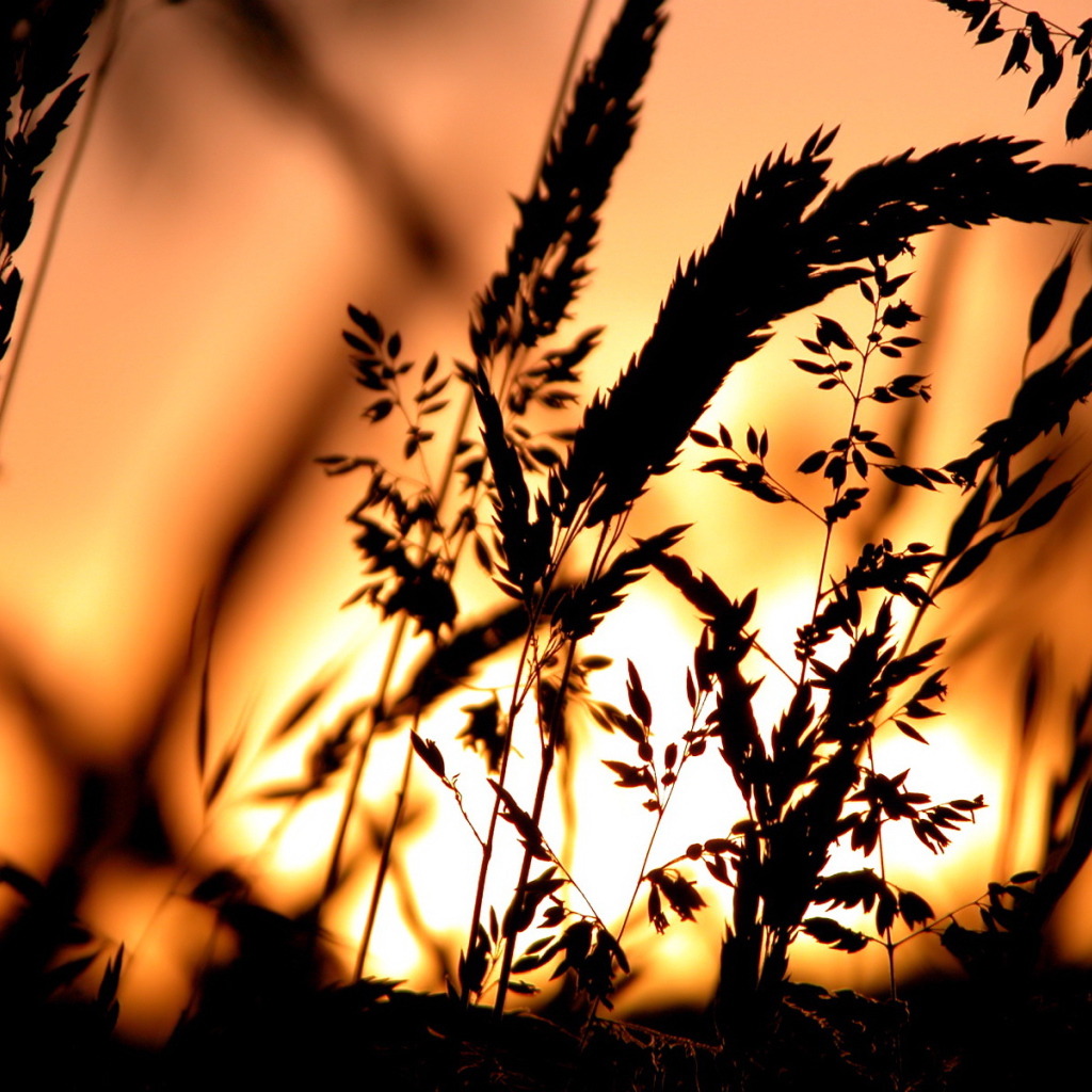 Сено в свете заката