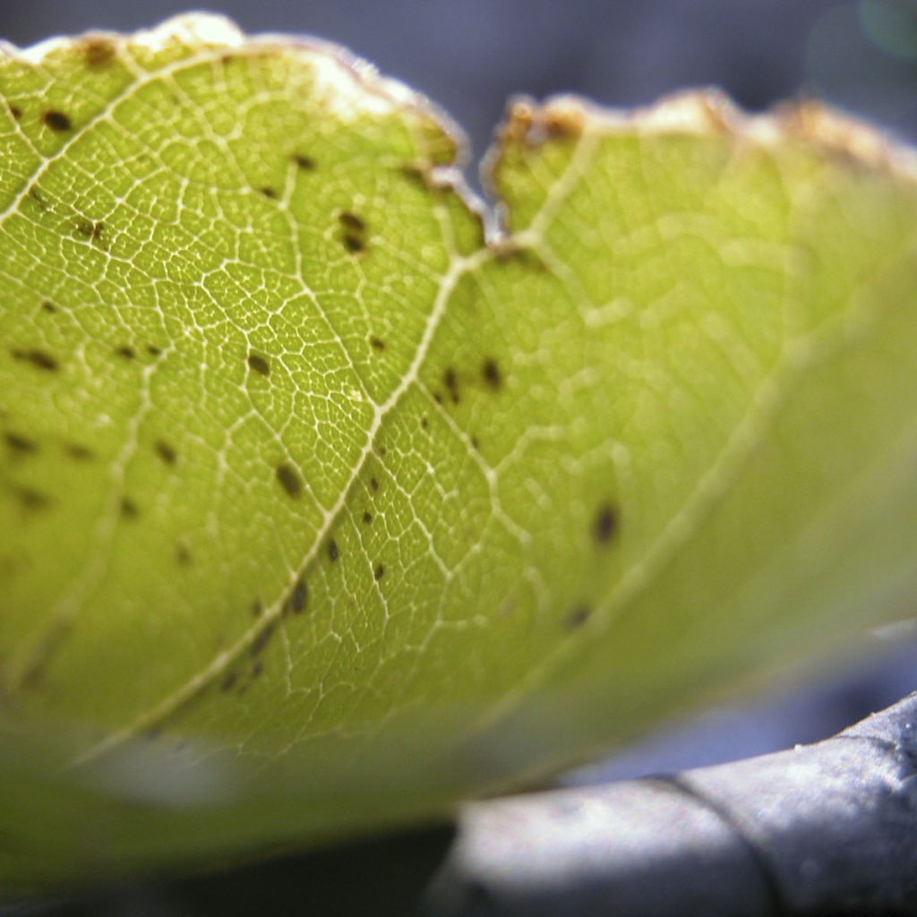 Несовершенный лист