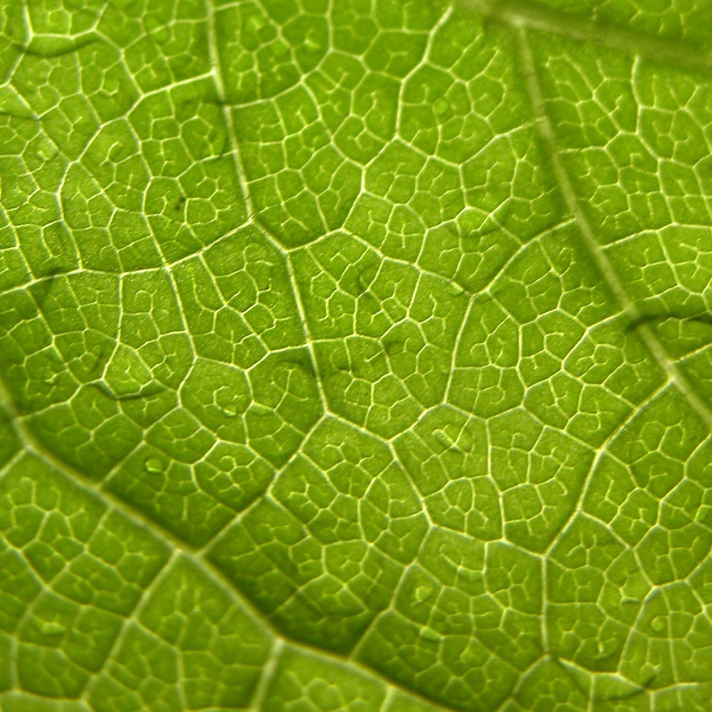 Волны листа