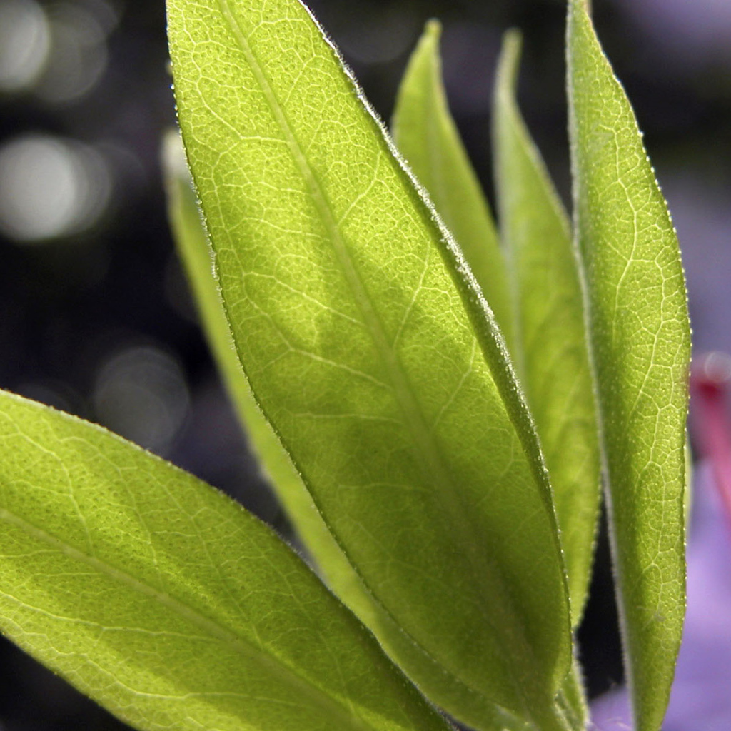 Листья в свете