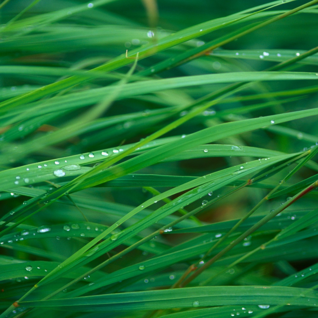 Лезвие травы леопарда