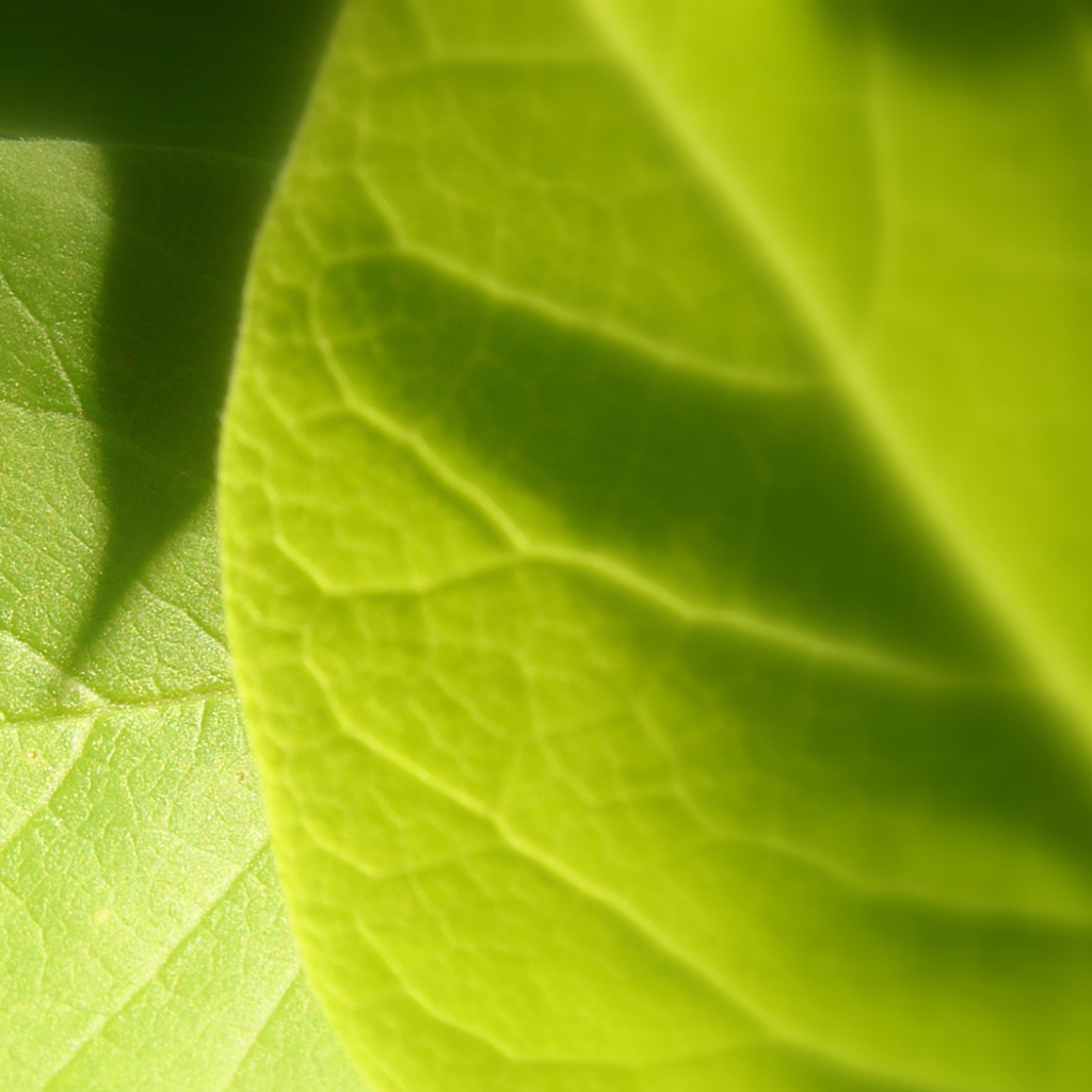 Светло-зеленый листик