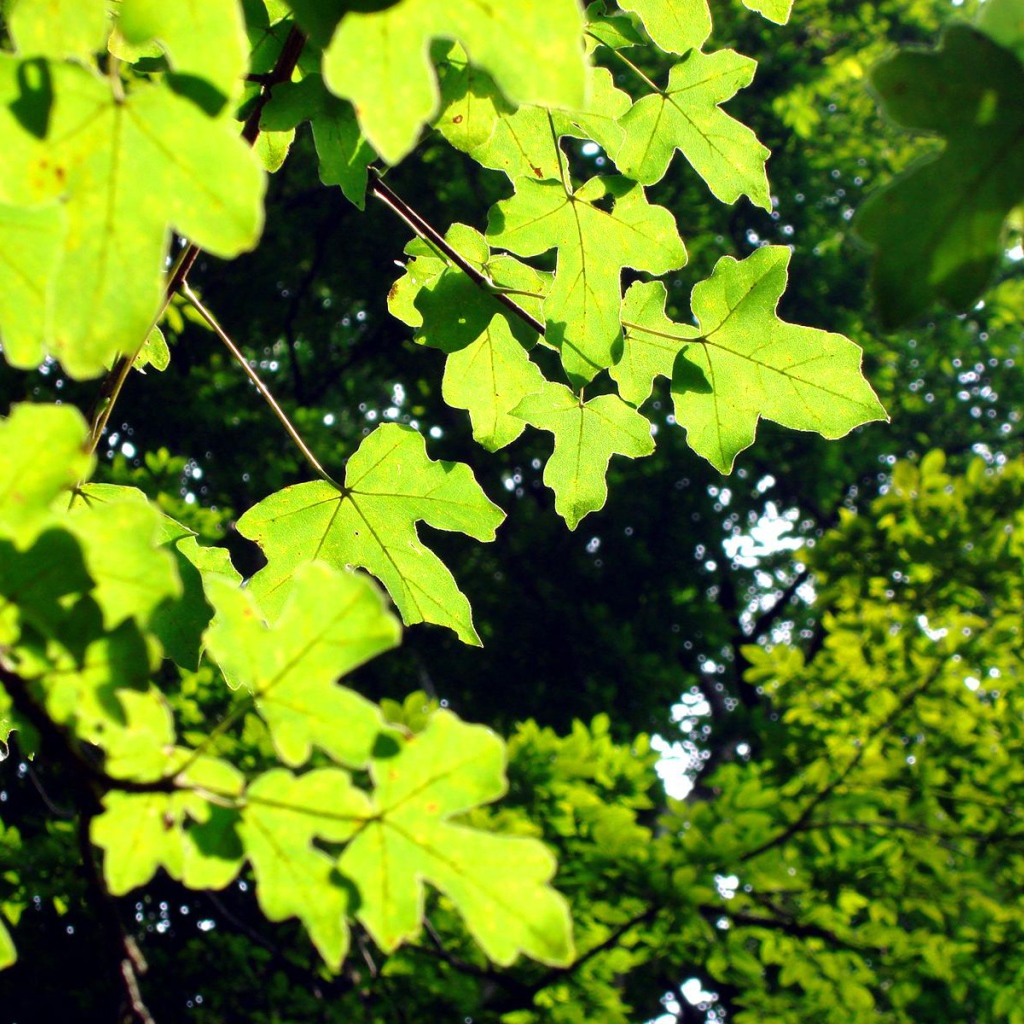 Светло-зеленые листья