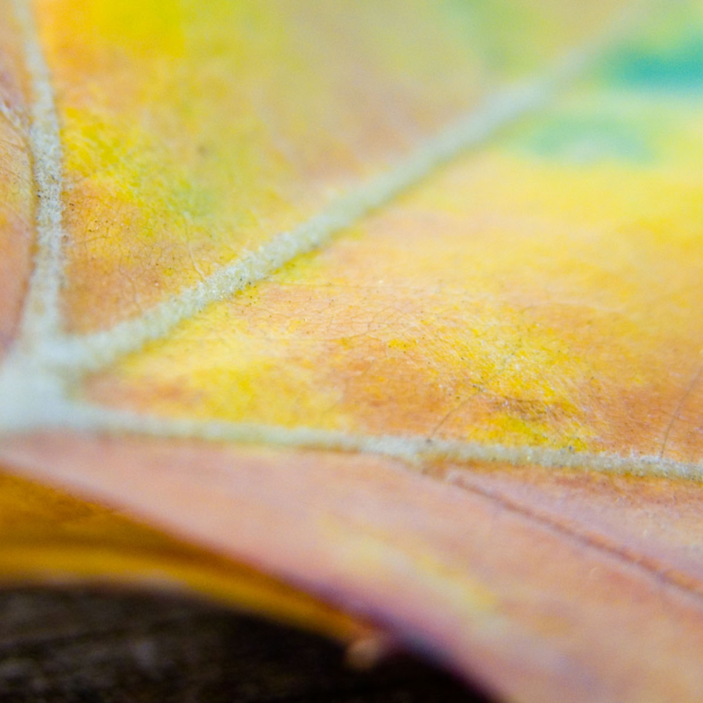 Многокрасочный лист