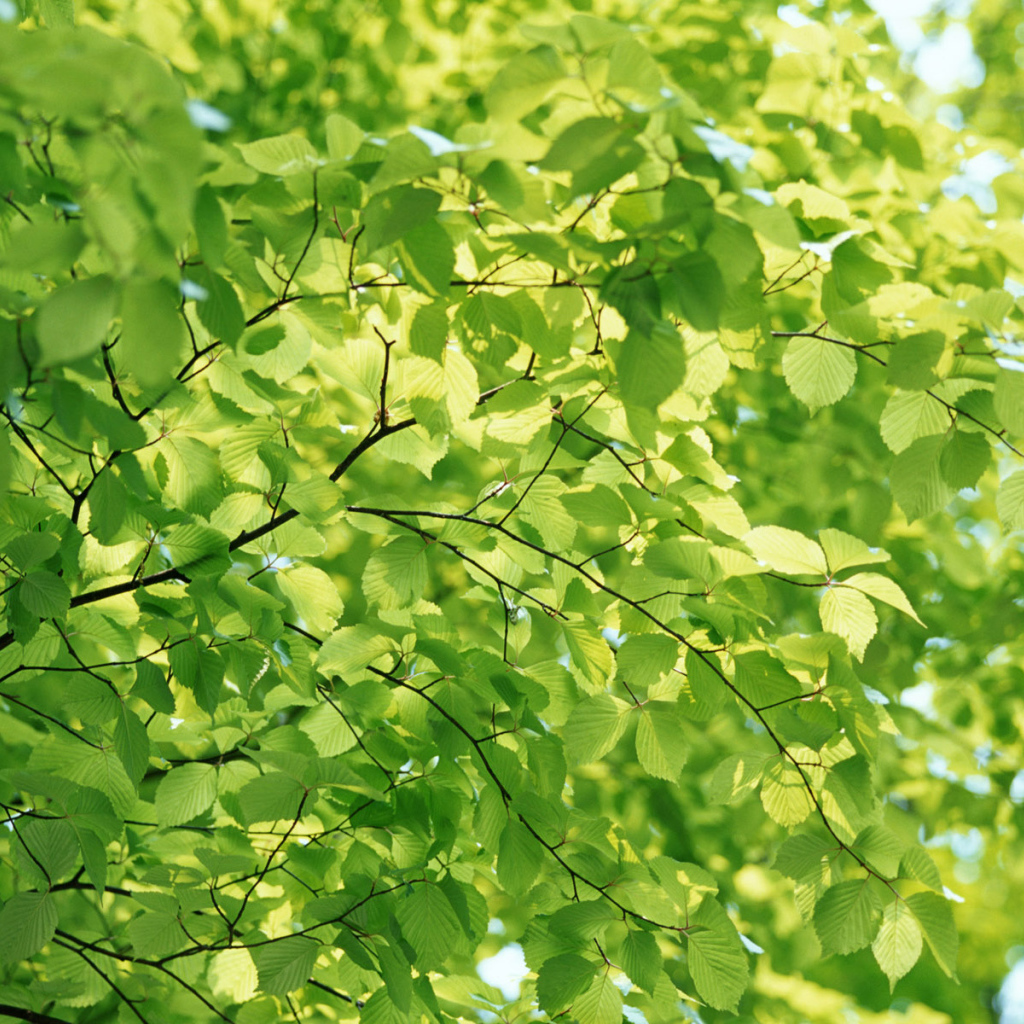 Естественный зеленый цвет природы