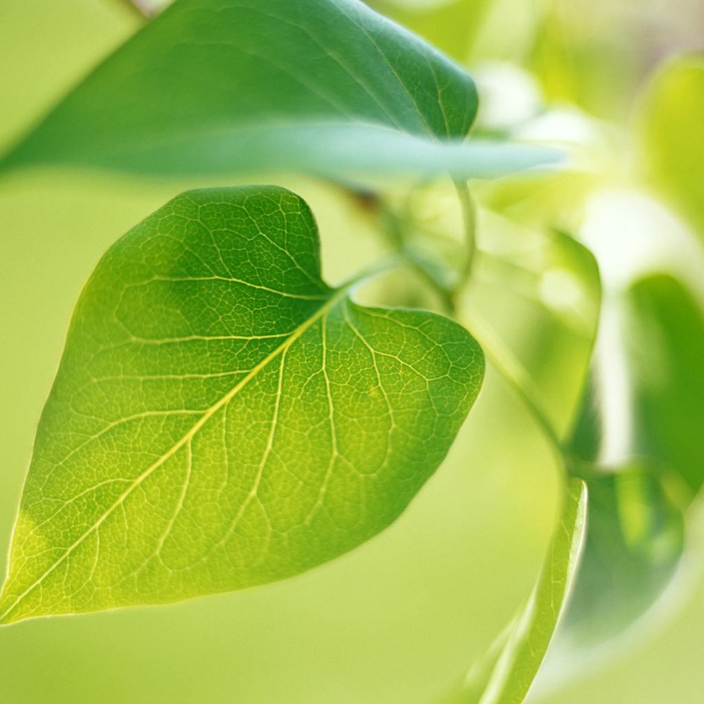 Новый зеленый лист