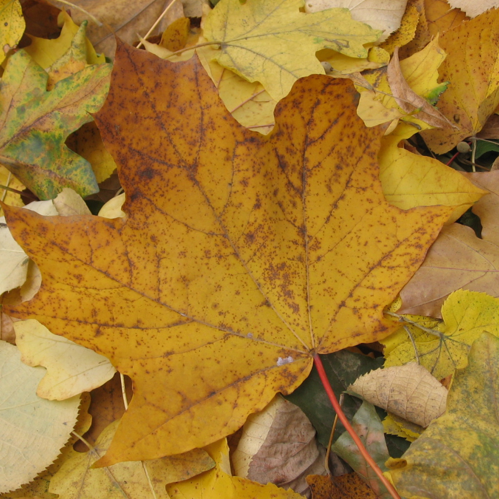 Старый Осенний лист