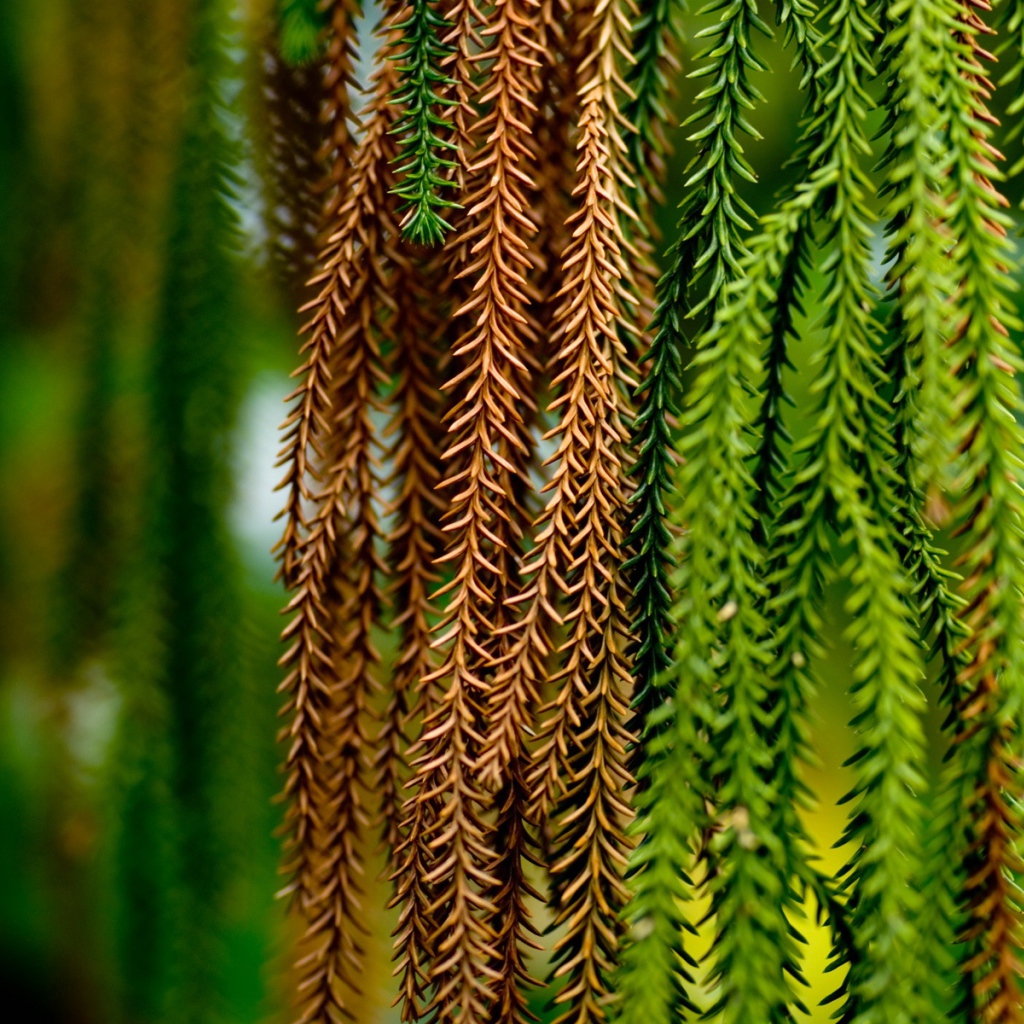 Сосновые тузы