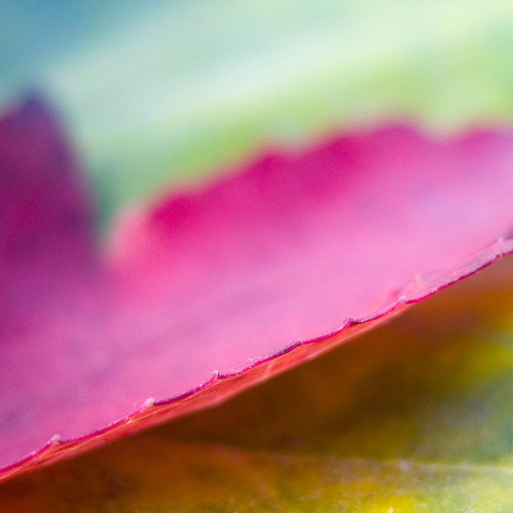 Розовый лист