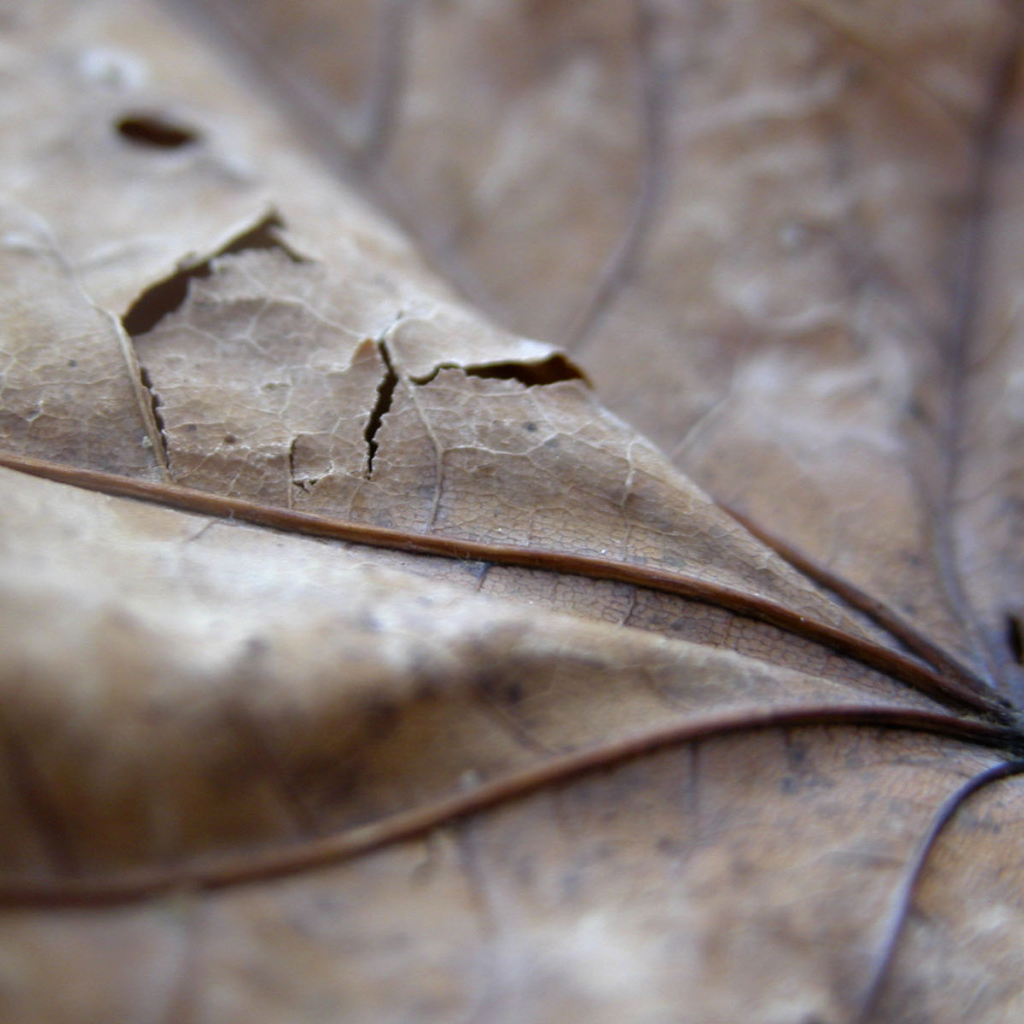 Проколотый коричневый лист