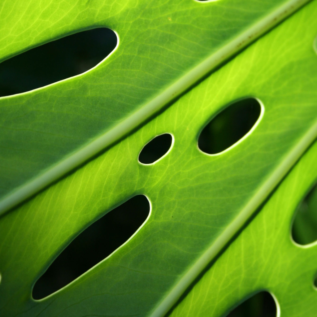 Проколотый лист