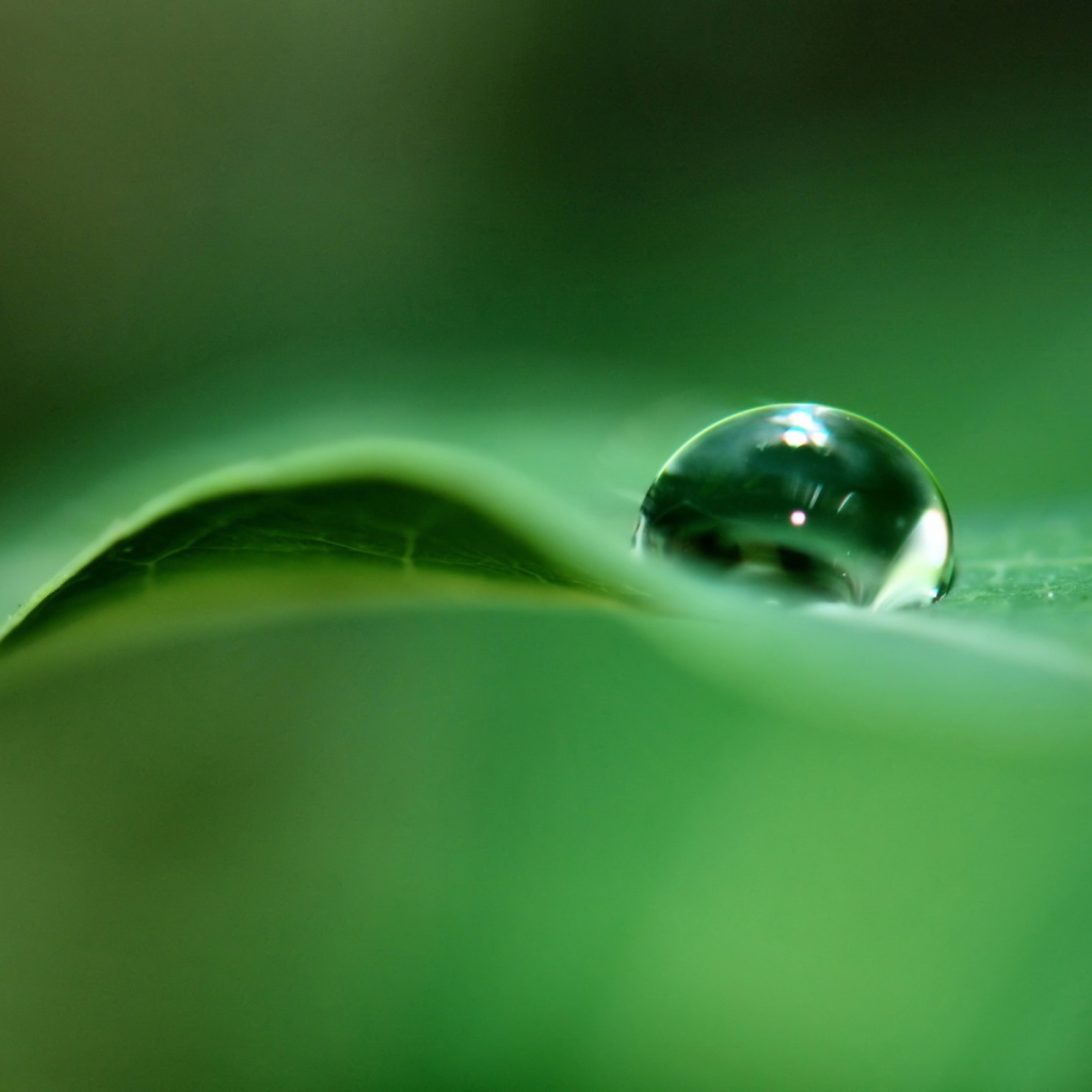 Капля дождя на листке