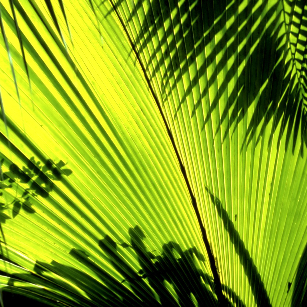 Тени листьев