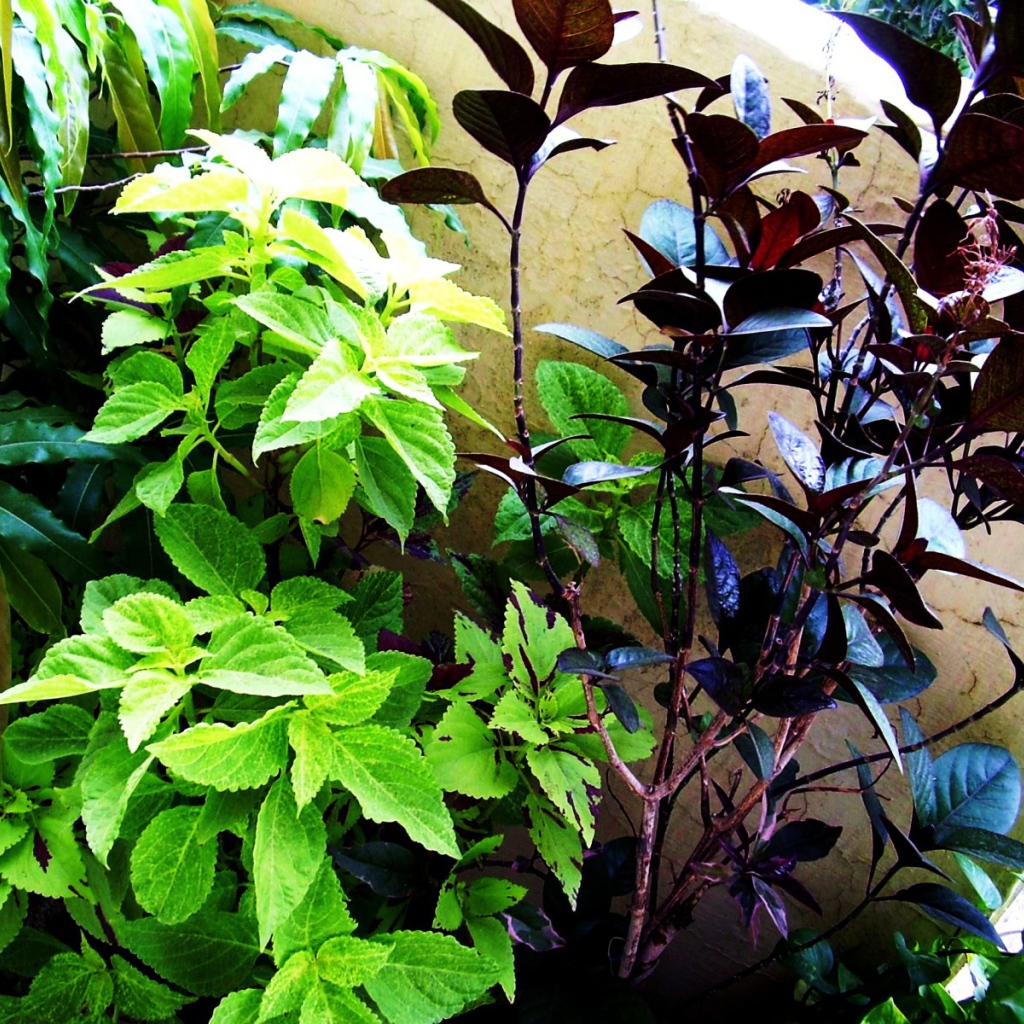 Три растения