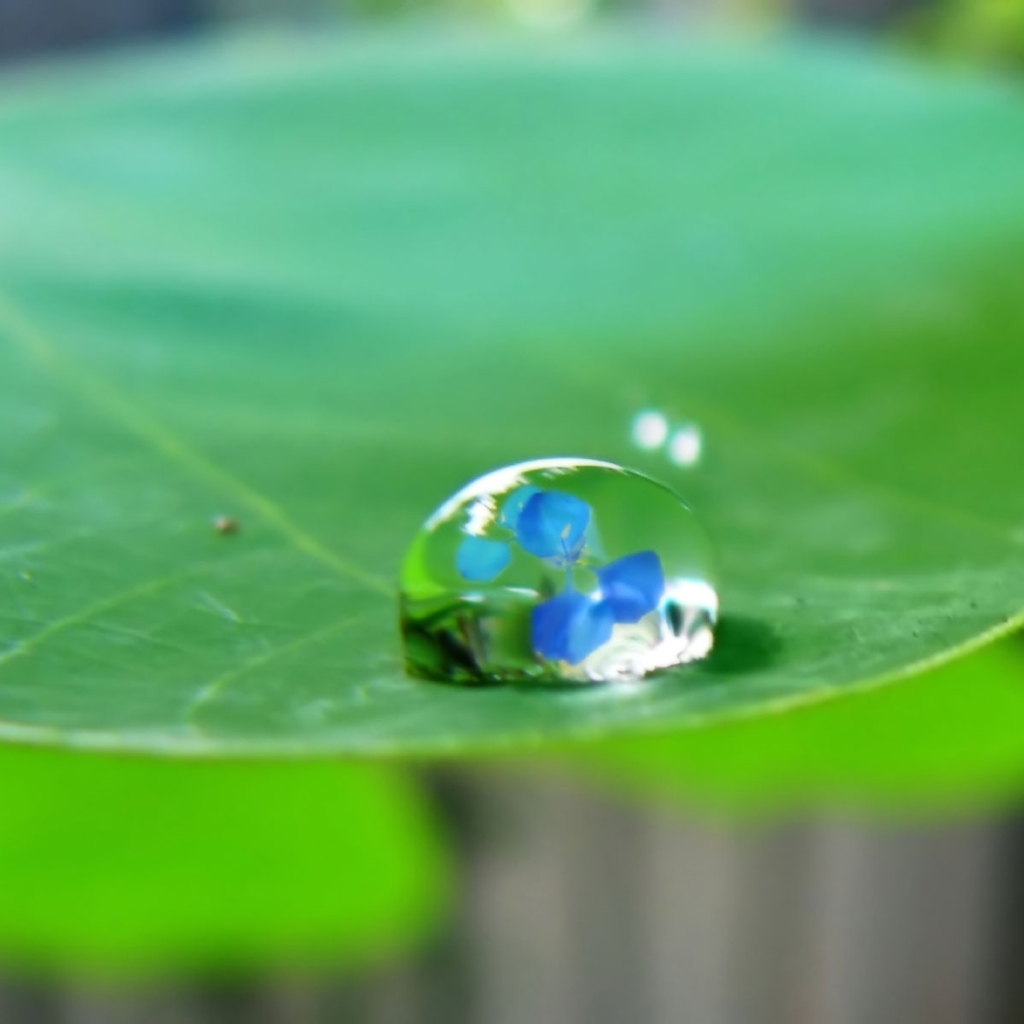 Водяная капелька на зеленом листе