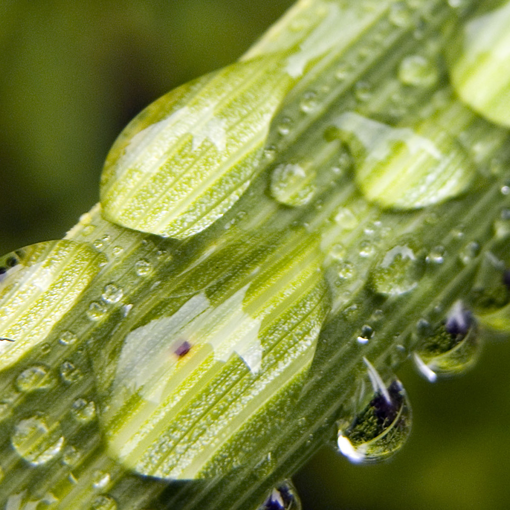 Вода на растениях