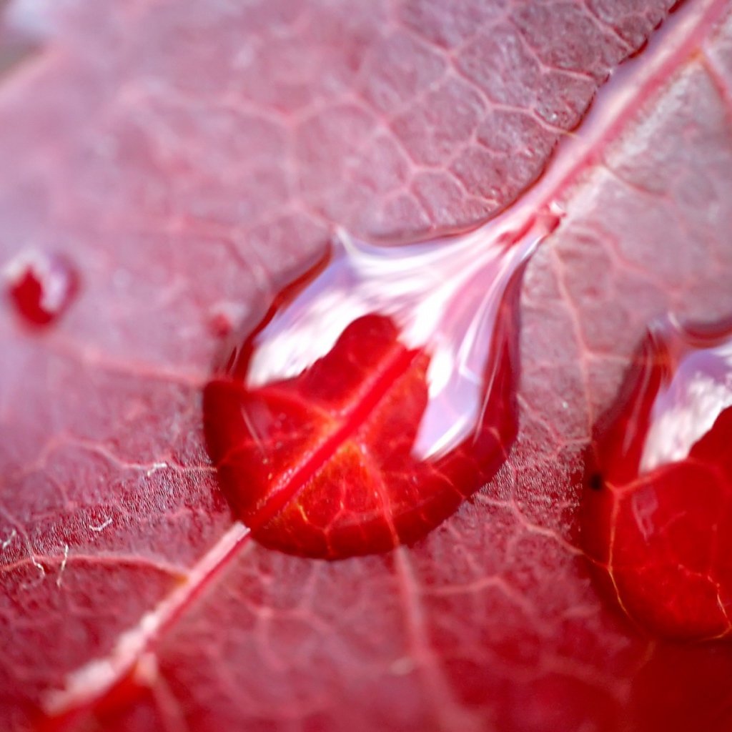 Вода на красном листе