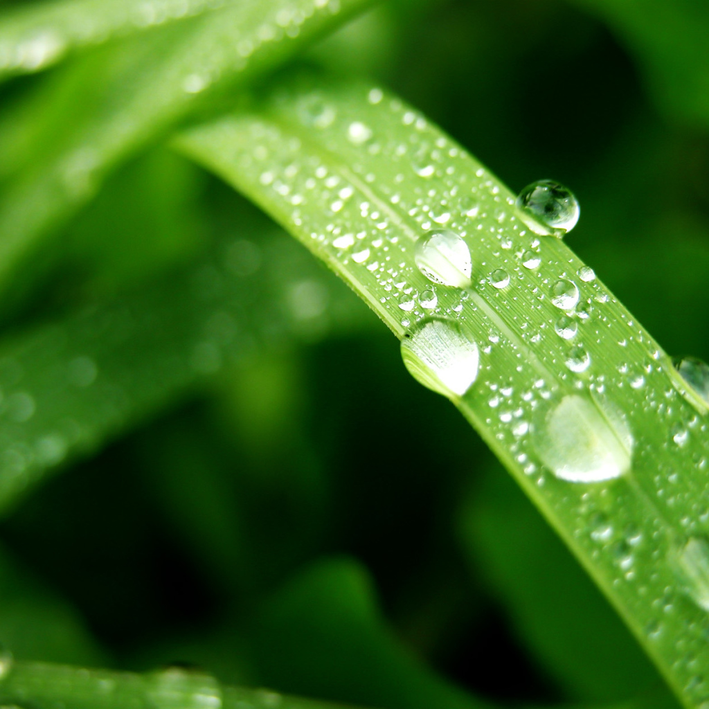 Влажный лист