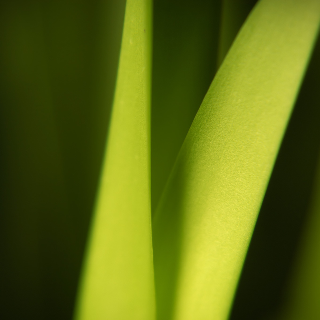 Широкий Светло-зеленый лист