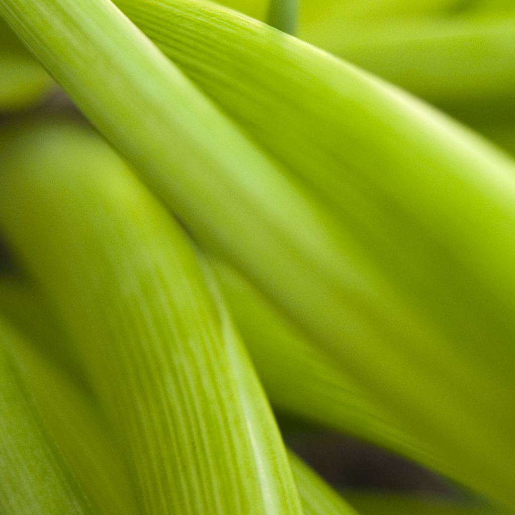 Широкие Светло-зеленые листья