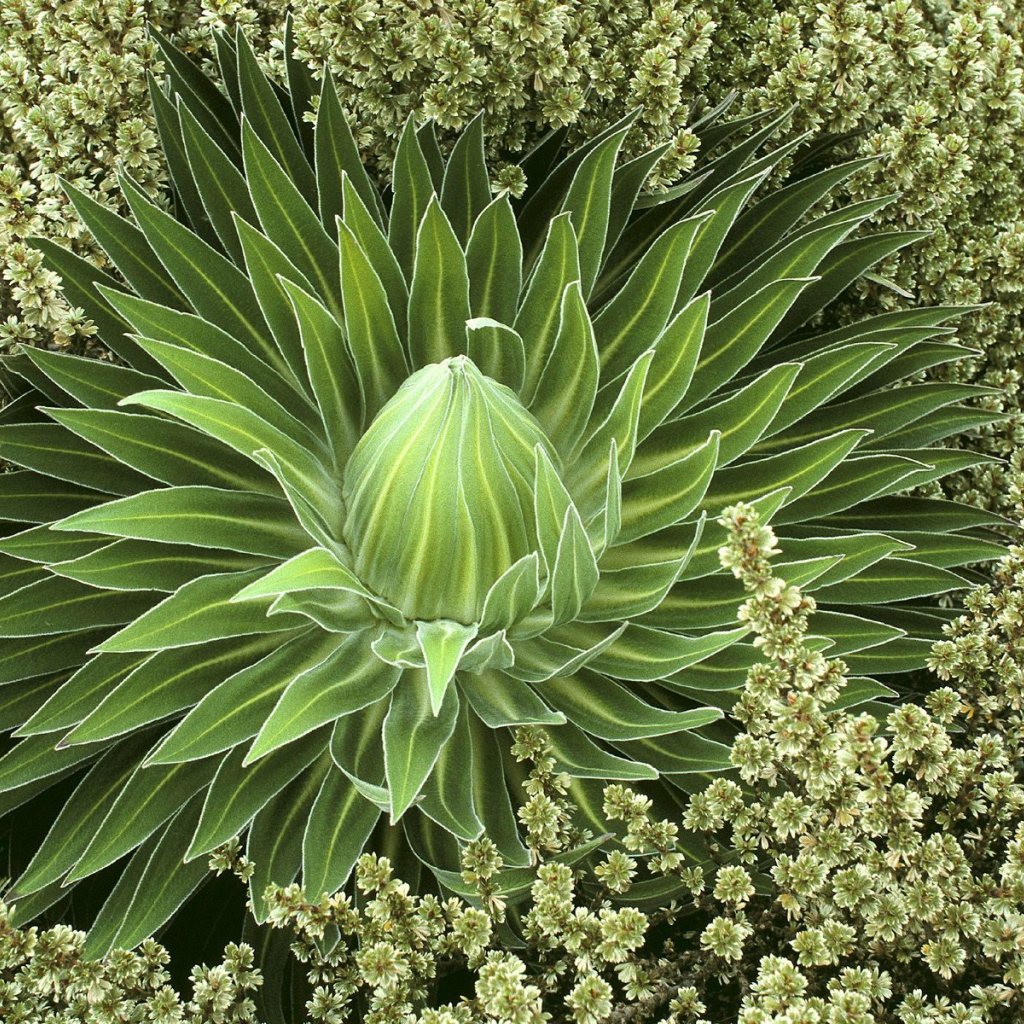 Дикое сочное растение