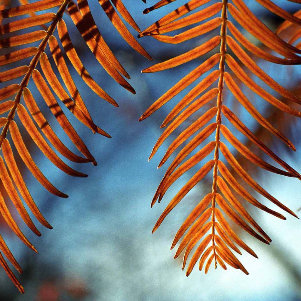 Осенние листья на ветру