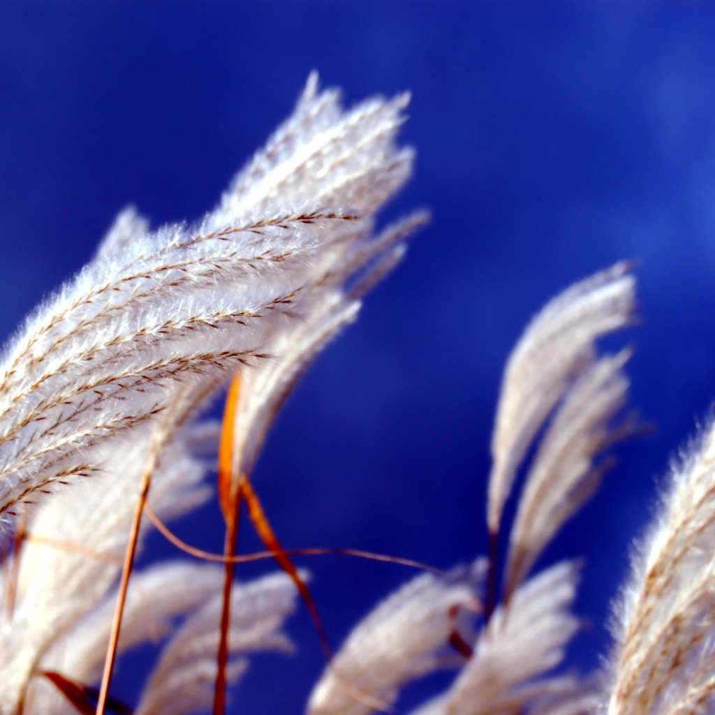 Прикасновение ветра