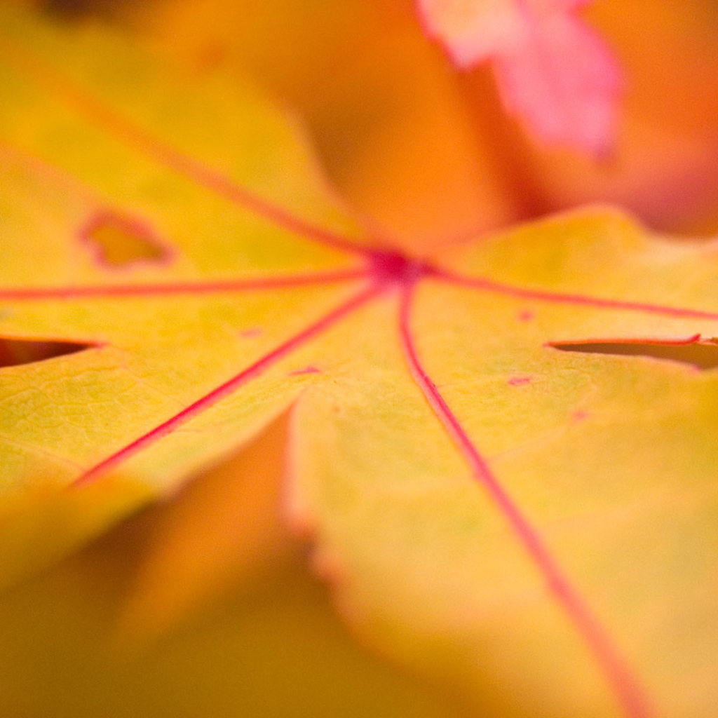 желтый лист