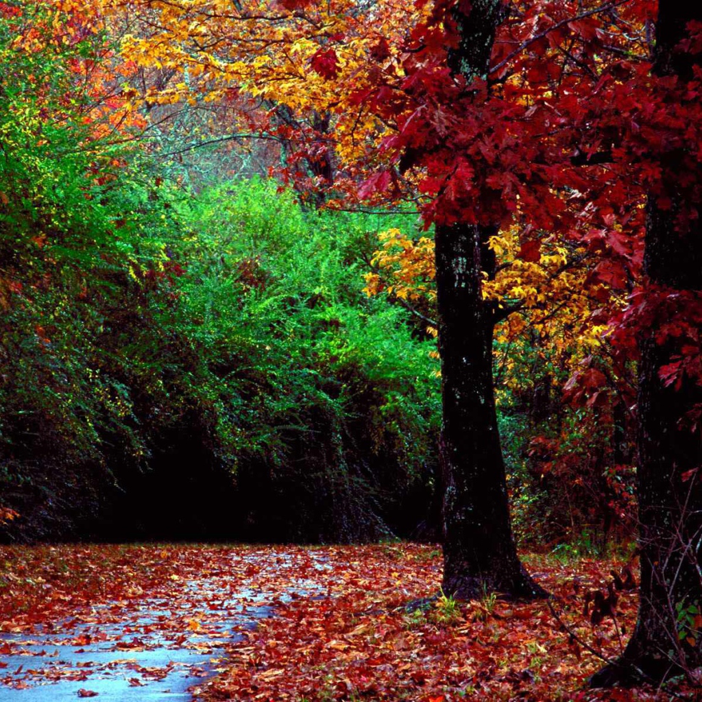 Красные листья в осеннем лесу
