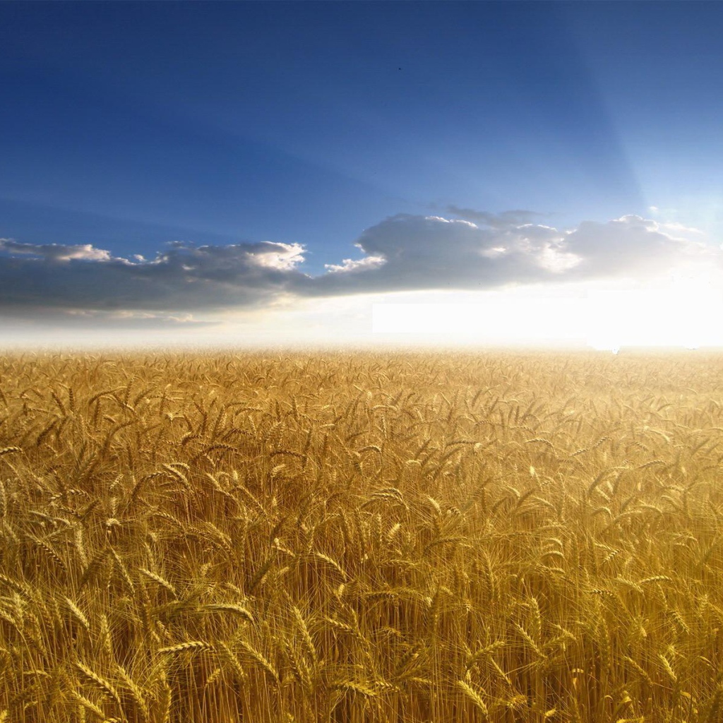 Пшеничное поле в лучах солнца