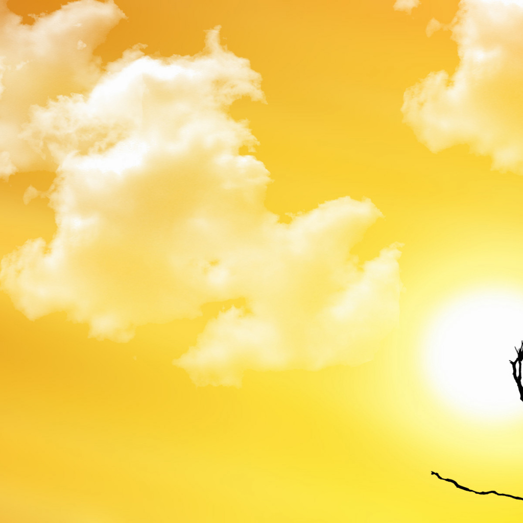 Птица заката