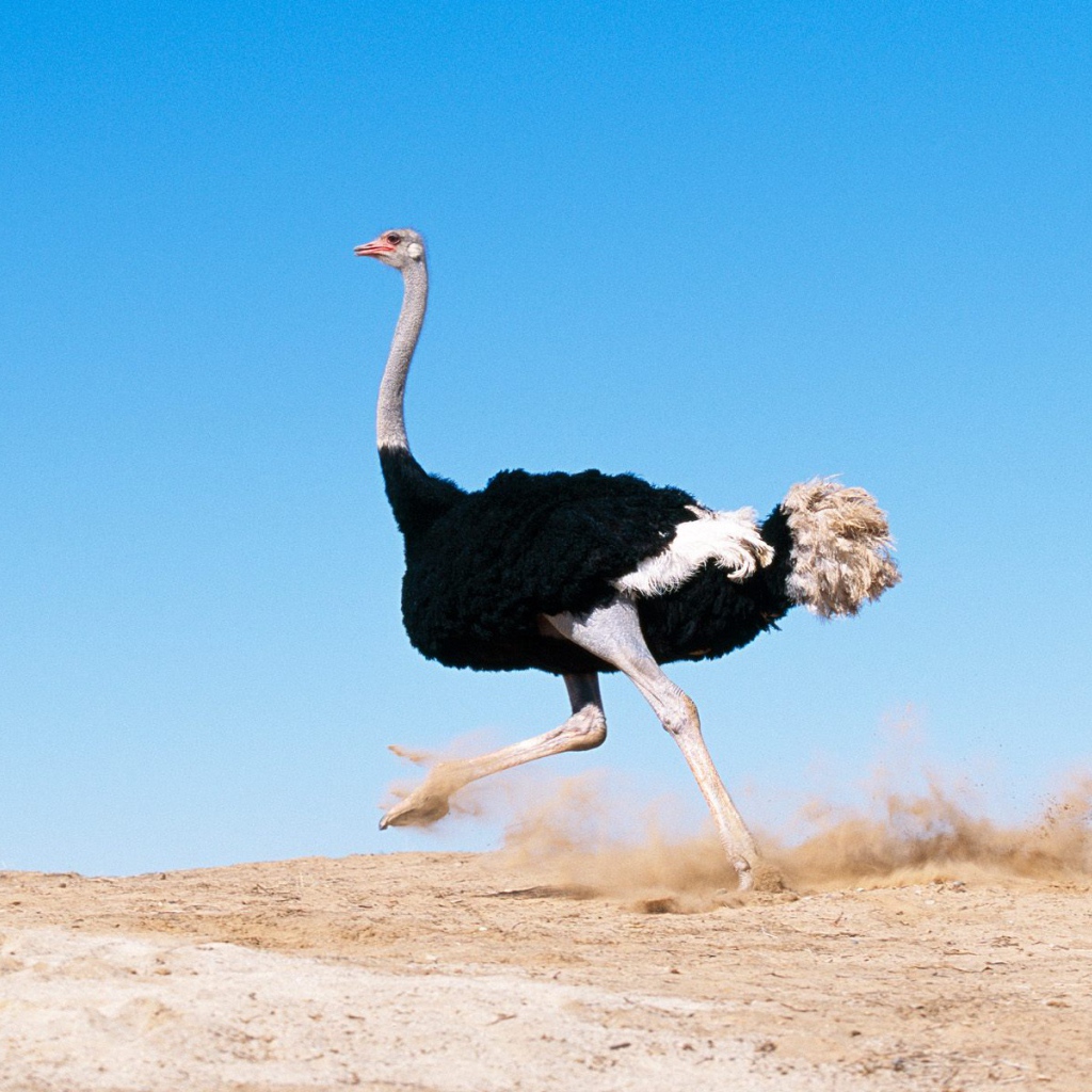 Черный Крылатый Страус / Африка