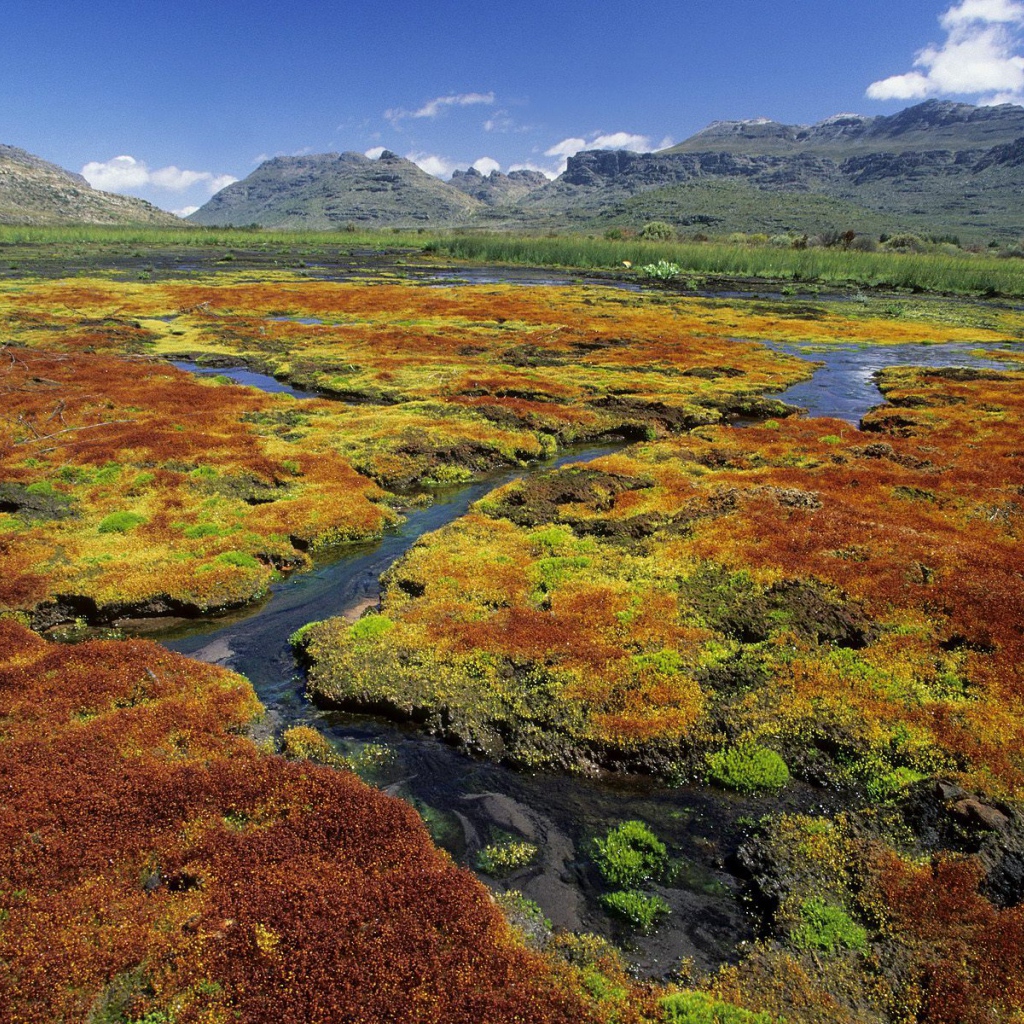 Красочные Мхи / Область Дикой местности Cedarberg / Северный Мыс / Южная Африка