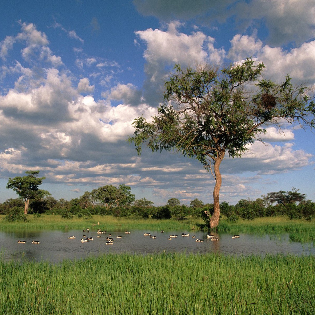 Comb Ducks on Lake / Savute Chobe National Park / Botswana / Africa
