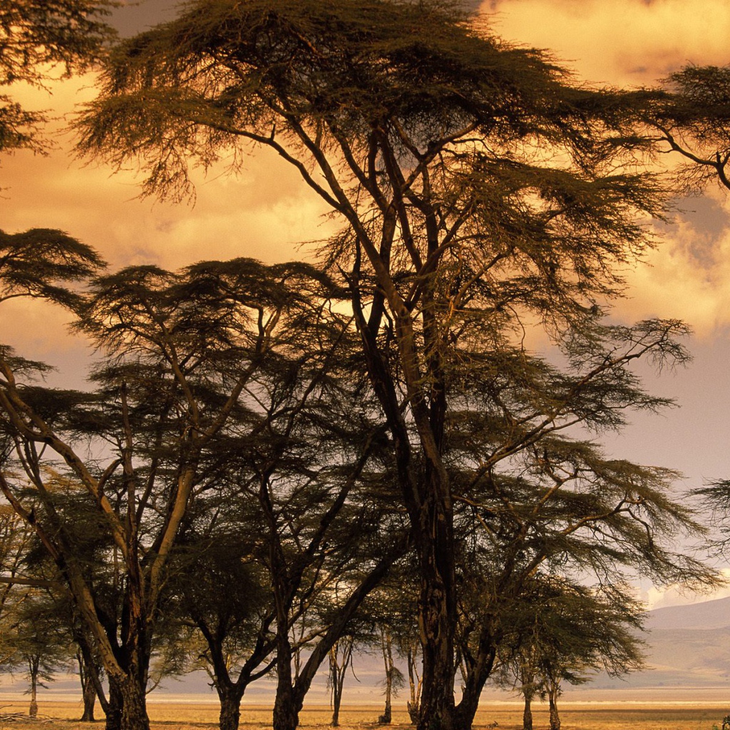 Деревья Лихорадки на Закате / Африка